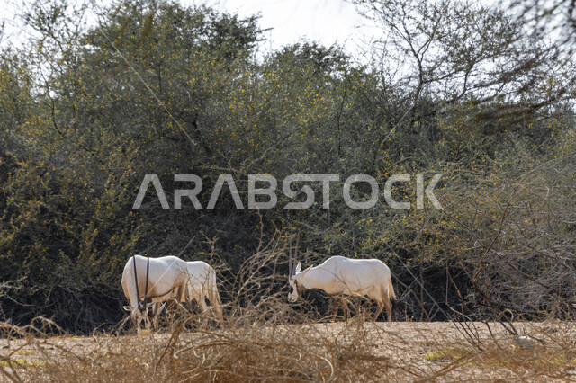 الغزلان البيضاء بقرون طويلة مستقيمة، الأشجار والنباتات الصحراوية في محمية طبيعية لتربية الحيوانات البرية، حيوان المها في حديقة الحيوانات في المملكة العربية السعودية، الحيوانات البرية في وضح النهار