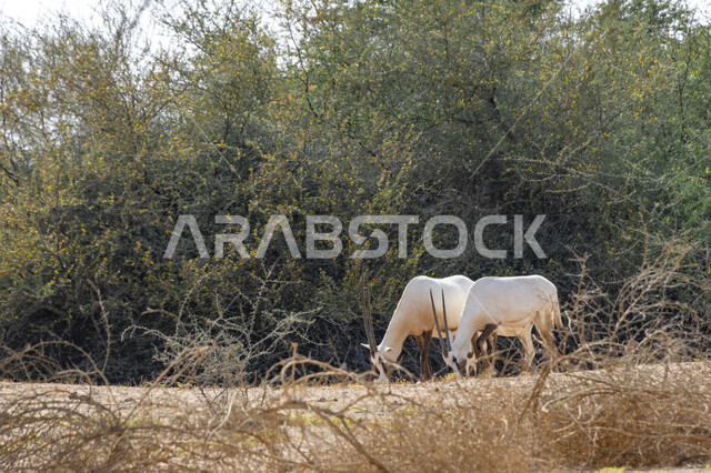 الحيوانات البرية في وضح النهار، الأشجار والنباتات الصحراوية في محمية طبيعية لتربية الحيوانات البرية، حيوان المها في حديقة الحيوانات في المملكة العربية السعودية، الغزلان البيضاء بقرون طويلة مستقيمة