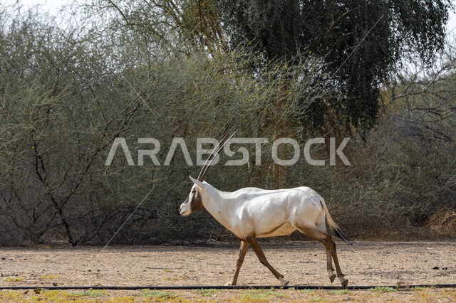 Trees and desert plants in a natural reserve for breeding wild animals, an oryx in a zoo in the Kingdom of Saudi Arabia, a white deer with long straight horns, wild animals in broad daylight
