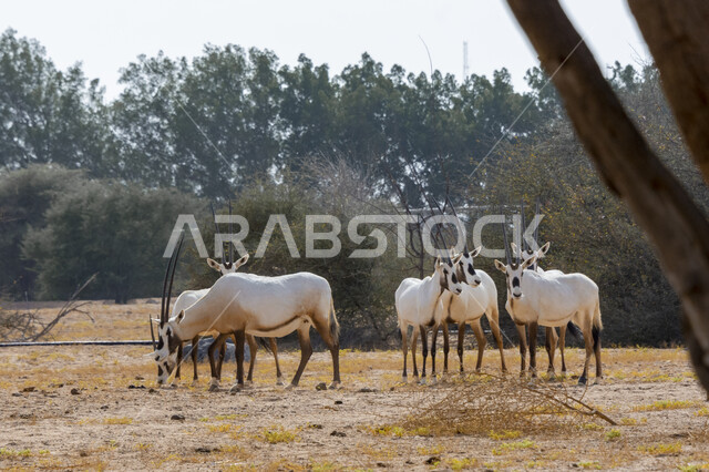 الأشجار والنباتات الصحراوية في محمية طبيعية لتربية الحيوانات البرية، قطيع من حيوان المها في حديقة الحيوانات في المملكة العربية السعودية، مجموعة من الغزلان البيضاء بقرون طويلة مستقيمة، الحيوانات البرية في وضح النهار