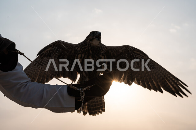 صورة مقربة لطائر الصقر يفرد جناحيه وقت غروب الشمس, الفخر بالتراث السعودي العريق, رجل عربي خليجي سعودي يرتدي قفاز الحماية ويرفع على يده الصقر المربوط بالكف, فن ترويض وتدريب الطيور الجارحة, انتقال إرث الأجداد في تربية الطيور المفترسة عبر الأجيال