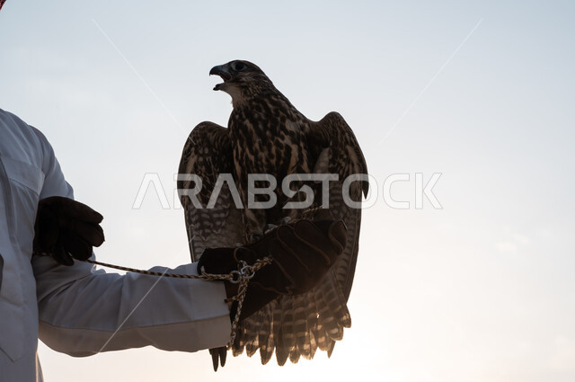 موسم صيد الصقور, الفخر بالتراث السعودي العريق, صورة مقربة ليد رجل عربي خليجي سعودي يرتدي قفاز الحماية ويرفع على يده طائر الصقر المربوط بالكف وقت غروب الشمس, مهارة ترويض وتدريب الطيور الجارحة, انتقال إرث الأجداد في تربية الطيور المفترسة عبر الأجيال