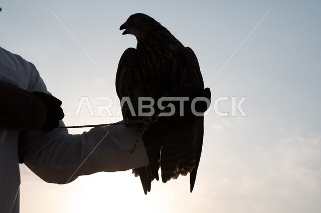 الفخر بالتراث السعودي العريق, صورة مقربة ليد رجل عربي خليجي سعودي يرتدي قفاز الحماية ويرفع على يده طائر الصقر المربوط بالكف وقت غروب الشمس, مهارة ترويض وتدريب الطيور الجارحة, موسم صيد الصقور, انتقال إرث الأجداد في تربية الطيور المفترسة عبر الأجيال