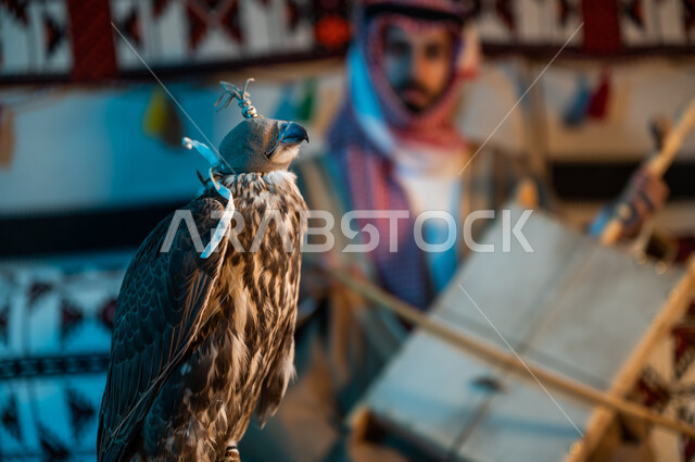 صورة مقربة لطائر الصقر المغطى بخوذة الرأس الجلدية, الشغف في تربية الطيور الجارحة، إحياء التراث السعودي الشعبي، رجل عربي خليجي سعودي يرتدي الشماغ والبشت يقوم بالعزف على آلة الربابة، مواهب فنية موسيقية شعبية، الإستمتاع بالعزف على الآلات الوترية داخل خيمة تراثية