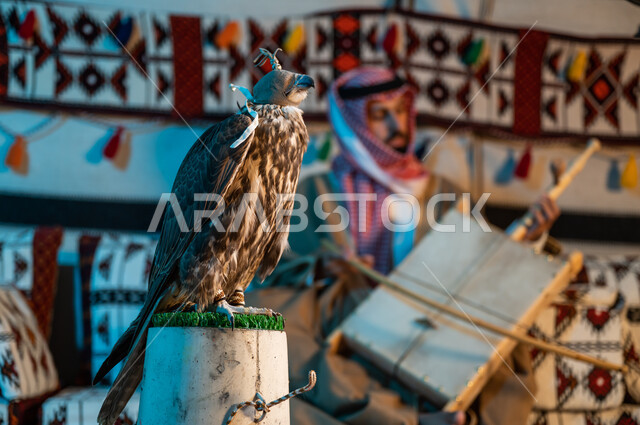 إحياء التراث السعودي الشعبي، رجل عربي خليجي سعودي يرتدي الشماغ وبشت أهل المنطقة الشرقية يقوم بالعزف على آلة الربابة، الشغف في تربية الطيور الجارحة، مواهب فنية موسيقية شعبية، الإستمتاع بالعزف على الآلات الوترية داخل خيمة تراثية, صورة مقربة لصقر مغطى بخوذة جلدية