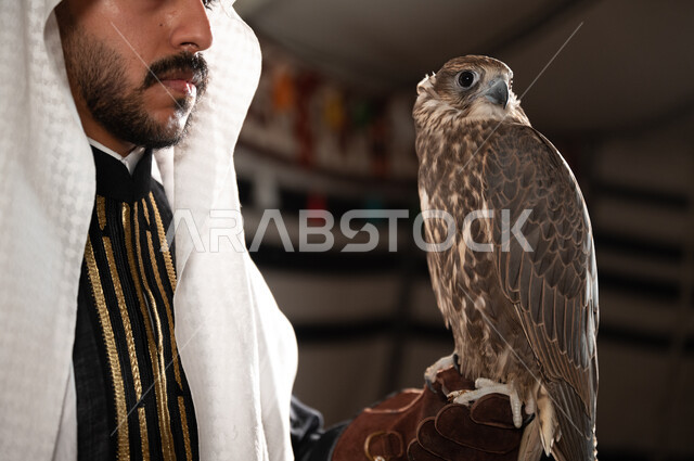 النظر والتركيز على شيء ما، مكانة الصقر الكبيرة في التاريخ السعودي، الاهتمام في تربية الطيور الجارحة وترويضها، صورة مقربة لوجه رجل عربي خليجي سعودي يرتدي الغترة والدقلة وقفاز الحماية الجلدي ويحمل على يده طائر الصقر، نظرات القوة والتحدي والصمود