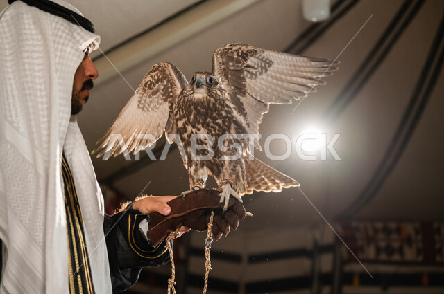الشغف في تربية الطيور الجارحة وترويضها، صورة مقربة من الجانب لطائر الصقر على يد رجل عربي خليجي سعودي يرتدي الدقلة وقفاز الحماية الجلدي، الحفاظ على تراث الأجداد بتعليم صيد الجوارح، إبراز أهمية الصقور في تاريخ السعودية، خيمة تراثية شعبية في صحراء السعودية