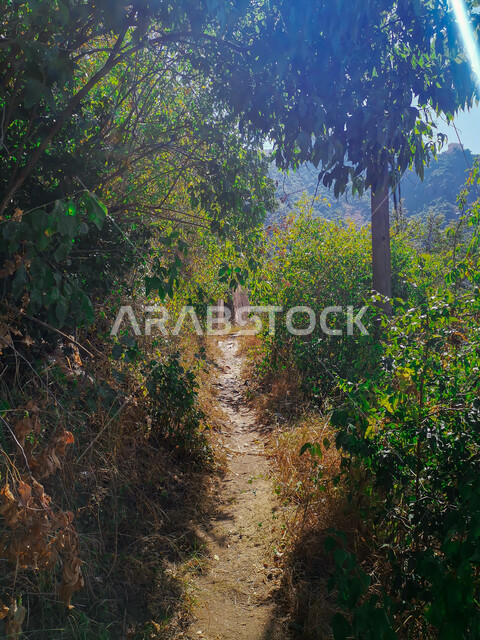 A corridor between trees and green plants inside the forests in Faifa Governorate, mountain peaks and heights in the city of Jazan in Saudi Arabia, nature background