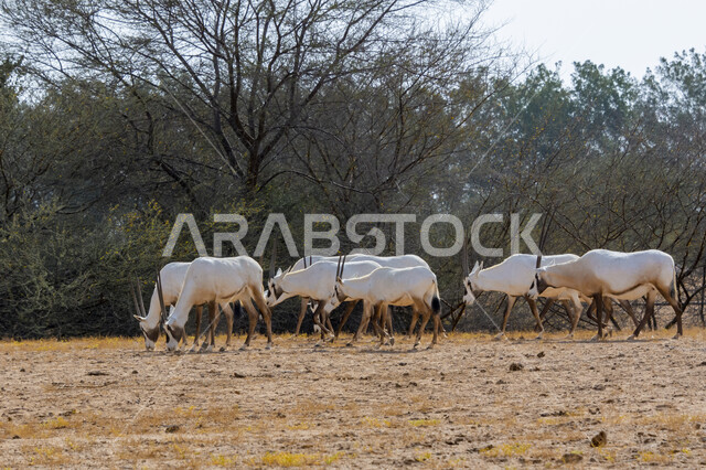  تربية ورعاية حيوان المها العربية في البراري ،مجموعة من الظباء العربية في صحراء المملكة العربية السعودية ،الاشجار والنباتات في إحدى المحميات الطبيعية لتربيه المواشي و الحيوانات الثدية، غزلان بيضاء في وضع النهار