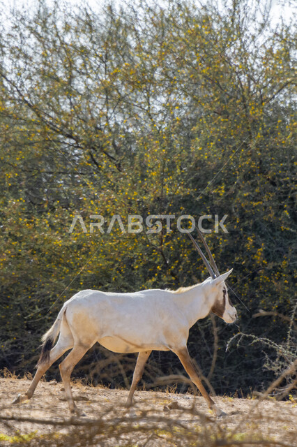 الظبي العربي في صحراء المملكة العربية السعودية ، تربية ورعاية حيوان المها العربية في البراري ،الاشجار والنباتات في إحدى المحميات الطبيعية لتربيه المواشي و الحيوانات الثدية، غزال أبيض في وضع النهار