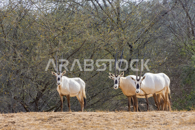 مجموعة من الظباء العربية في صحراء المملكة العربية السعودية ،الاشجار والنباتات في إحدى المحميات الطبيعية لتربيه المواشي و الحيوانات الثدية، غزلان بيضاء في وضع النهار، تربية ورعاية حيوان المها العربية في البراري