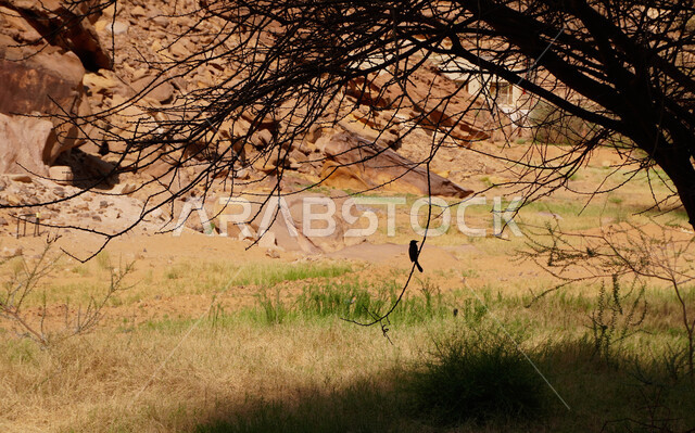 Desert areas in Al-Ula Governorate, historical archaeological tourist places in the Arabian Peninsula, mud-stone houses and buildings, a bird standing on a tree branch, the role of tourism in the Kingdom of Saudi Arabia, natural rock formations and formations