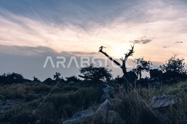 النباتات و الأشجار الخضراء على سفوح الجبال، خلفية التضاريس الطبيعيه في السعوديه، فعاليات وأنشطة صيفية عائليه متنوعة في منتزه الفرعاء السياحي المشهور في عسير ،الحجارة الصخرية على القمم والمرتفعات الجبلية ، منظر السماء المليئة بالسحب البيضاء
