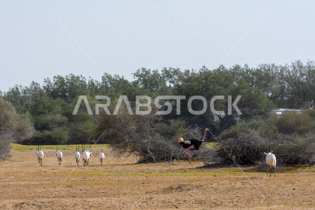 Caring and raising the Arabian Oryx in the wilds, a group of Arabian antelopes and ostriches in the desert of the Kingdom of Saudi Arabia, trees and plants in one of the natural reserves for raising livestock and mammals, white deer in broad daylight.