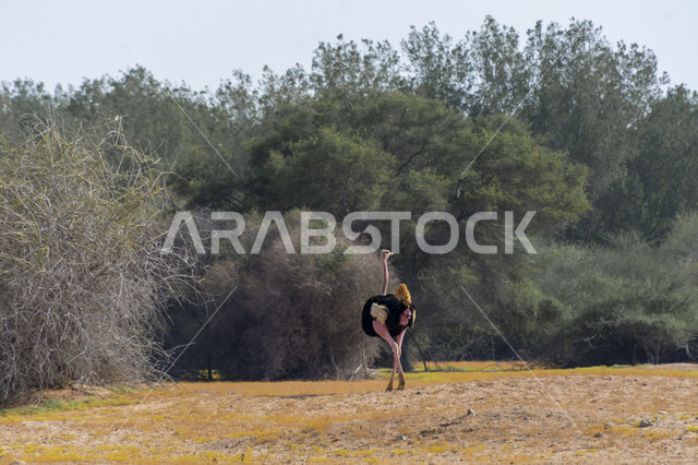 Trees and plants in one of the natural reserves for raising and caring for animals, an ostrich in the desert of the Kingdom of Saudi Arabia, a wild bird wandering in one of the parks, nature background