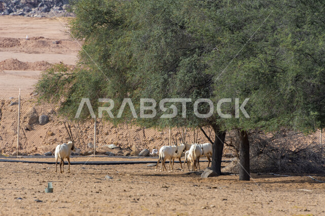 Caring and raising the Arabian Oryx in the wilds, a group of Arabian antelopes in the desert of the Kingdom of Saudi Arabia, trees and plants in one of the natural reserves for raising livestock and mammals, white deer in the daytime.