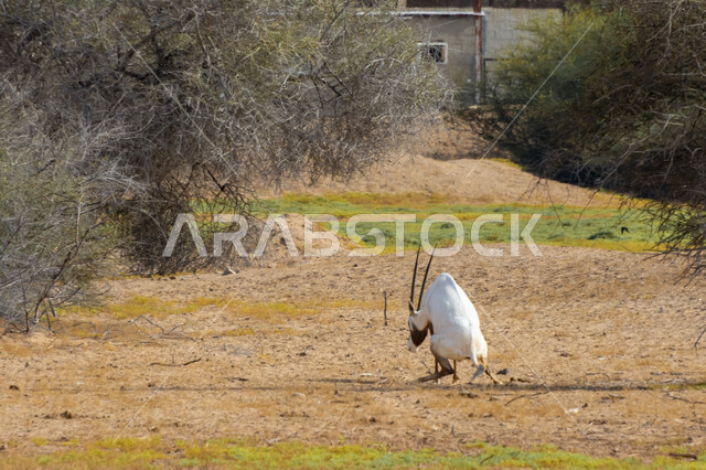 تربية ورعاية حيوان المها العربية في البراري ،الظبي العربي في صحراء المملكة العربية السعودية ،الاشجار والنباتات في إحدى المحميات الطبيعية لتربيه المواشي و الحيوانات الثدية، غزال أبيض في وضح النهار