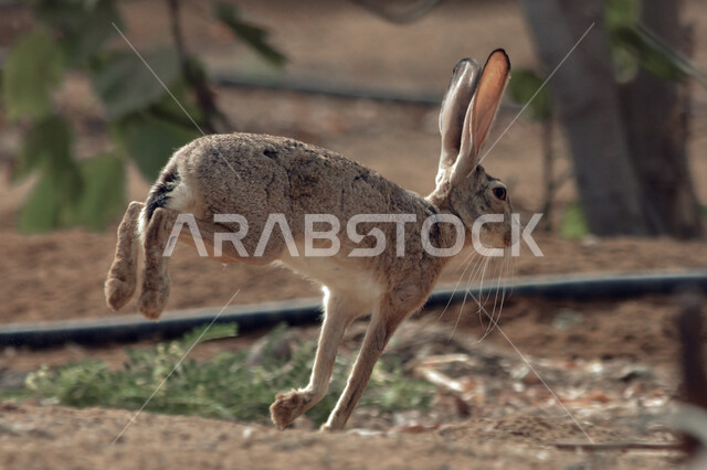 تربيه ورعايه الحيوانات الأليفه في الحدائق والمنتزهات الترفيهيه, الحفاظ على الأرانب من الانقراض في السعوديه, صورة مقربه للأرنب البري في إحدى المحميات الطبيعية