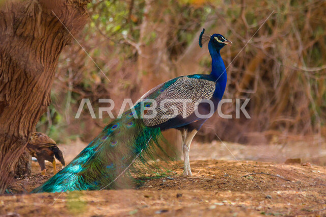 A peacock with colorful feathers in a natural reserve for breeding and caring for birds in the Kingdom of Saudi Arabia, trees and green grass plants, zoos and entertainment parks.