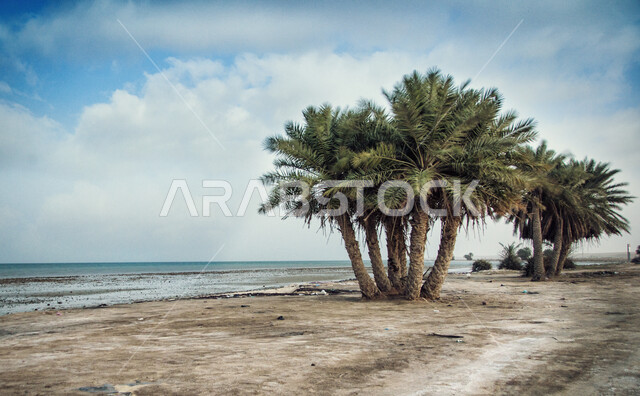 اشجار النخيل الخضراء على شاطئ العقير، الغيوم والسحب البيضاء في سماء الاحساء في المملكة، معالم سياحية مشهورة في السعودية، خلفية الطبيعة