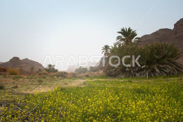 الجبال الصخرية في مدينة حائل، الاشجار والنباتات الخضراء في وضح النهار، القمم والمرتفعات الجبلية في السعودية، المناظر الطبيعية والاماكن السياحية في المملكة