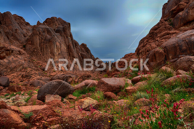 النباتات العشبية الخضراء بين الحجارة والصخور في مدينة حائل، القمم والمرتفعات الجبلية الصخرية في السعودية، المناظر الطبيعية والاماكن السياحية في المملكة