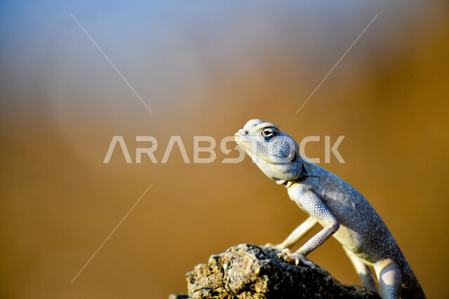 صورة مقربة لسحلية تقف على الصخرة، حيوانات برية زاحفة، زواحف فقارية في المناطق الصحراوية في السعودية