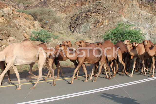 تربية الابل في المحميات الطبيعية البرية في السعودية، صورة مقربة لقافلة من الجمال تسير في طريق وادي قانونا، رعي المواشي في القمم والمرتفعات الجبلية الصخرية في محافظة الباحة في وضح النهار، الاهتمام برعاية حيوانات المملكة في الطبيعة