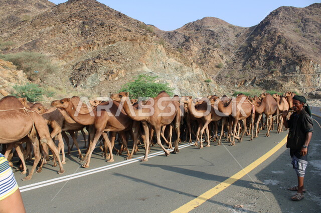الاهتمام برعاية حيوانات المملكة في الطبيعة، صورة مقربة لقافلة من الجمال تسير في طريق وادي قانونا، تربية الابل في المحميات الطبيعية البرية في السعودية، رعي المواشي في القمم والمرتفعات الجبلية الصخرية في محافظة الباحة في وضح النهار