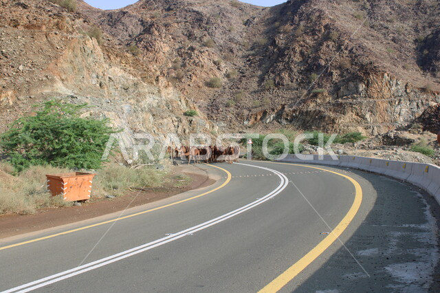 تربية الابل في المحميات الطبيعية البرية في السعودية، رعي المواشي في القمم والمرتفعات الجبلية الصخرية في محافظة الباحة في وضح النهار، قافلة من الجمال تسير في طريق وادي قانونا، الاهتمام برعاية حيوانات المملكة في الطبيعة