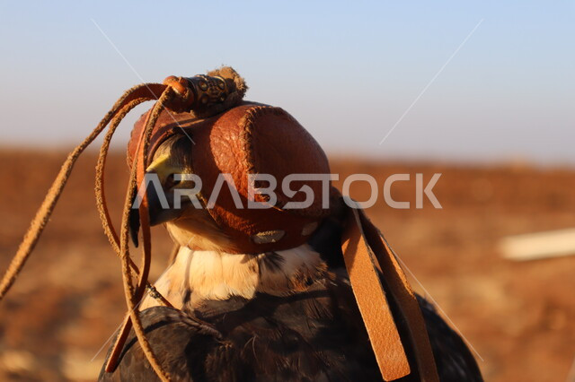 اصطياد وتربية الطيور المفترسة في المحميات الطبيعيه البرية, صورة مقربة لطائر الصقر الجارح المغطى بخوذة جلدية على الرأس, تدريب وترويض الصقور في المملكة العربية السعودية