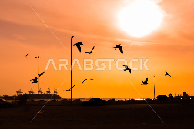 Sunset in the sky of Jeddah, a group of birds flying in the sky on the seashore, roads and streets in the Kingdom of Saudi Arabia, nature background