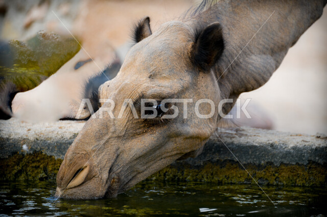 صورة مقربة لحيوان الابل أبيض اللون يقوم بشرب المياه في أحد المحميات الطبيعيه البرية، تربيه الجمال والمواشي في المملكة العربيه السعودية، بركة ماء في حديقة الحيوانات