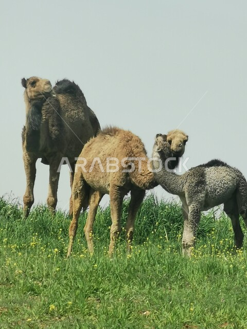 محمية طبيعية لتربية الجمال والابل، نباتات عشبية في المناطق البرية في المملكة، صورة مقربة لحيوان الجمل مع صغاره، الطبيعة الخضراء في السعودية
