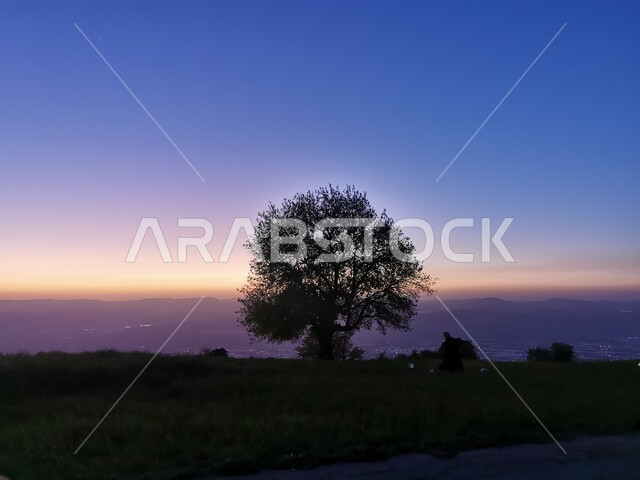 الأشجار والنباتات الخضراء في حدائق المملكة، المنتزهات العامة في السعودية بعد غروب الشمس، المناظر الطبيعية في الاماكن الترفيهية، خلفية الطبيعة