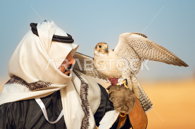 انتقال إرث الأجداد في تربية الطيور المفترسة عبر الأجيال, الفخر بالتراث السعودي العريق, صورة مقربة لرجل عربي خليجي سعودي يرتدي الثوب التقليدي و قفاز الحماية ويرفع على يده طائر الصقر المربوط بالكف, مهارة ترويض وتدريب الطيور الجارحة, موسم صيد الصقور السنوي