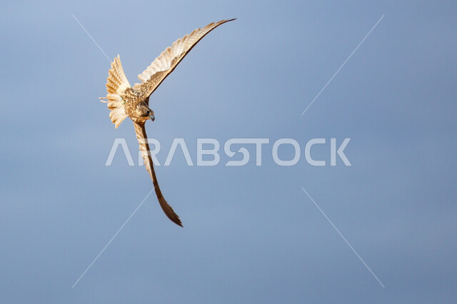 The view of the clear blue sky, pride in the ancient Saudi heritage in raising falcons, training and taming birds of prey and predators in one of the natural reserves, establishing a falconry club during the annual hunting season in the Kingdom of Saudi Arabia.