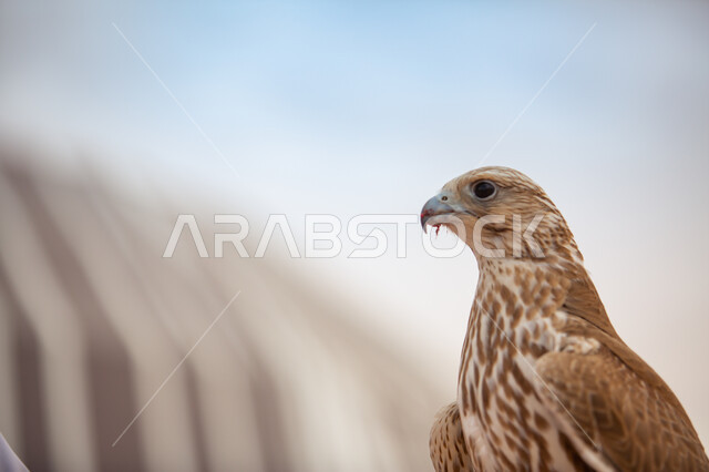 الاعتزاز و الفخر بالتراث السعودي العريق في تربية الطيور الجارحة والمفترسة , إقامة نادي الصقور في المملكة العربية السعودية، تنظيم فعاليات موسم الصيد , صورة مقربة لطائر الصقر بني اللون في إحدى المحميات الطبيعيه