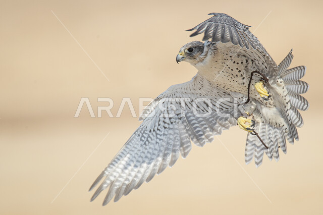 تدريب الحيوانات المفترسة في إحدى المحميات الطبيعيه، الفخر بالتراث السعودي العريق في تربيه وترويض الطيور الجارحة ،صورة مقربة لطائر الصقر مربوط القدمين بحبل يطير في السماء، ,إقامة نادي الصقور في موسم الصيد السنوي في المملكة العربية السعودية