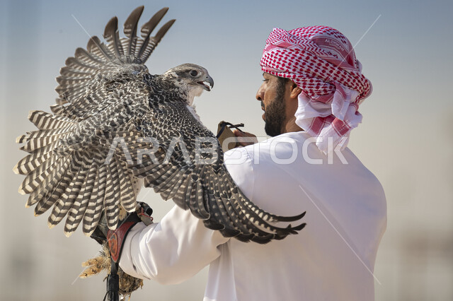 الفخر بالتراث السعودي العريق في تربية الطيور المفترسة, مهارة ترويض وتدريب الطيور الجارحة, صورة مقربة من الخلف لرجل عربي خليجي سعودي يرتدي الشماغ و الثوب التقليدي يقوم بصيد طائر الصقر في الموسم السنوي, انتقال إرث الأجداد عبر الأجيال
