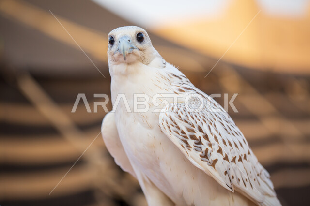 الاعتزاز والفخر بالتراث السعودي العريق في تربية الطيور الجارحة والمفترسة, صورة مقربة لطائر الصقر أبيض اللون في إحدى المحميات الطبيعيه ،إقامة نادي الصقور  في موسم الصيد السنوي في المملكة العربية السعودية