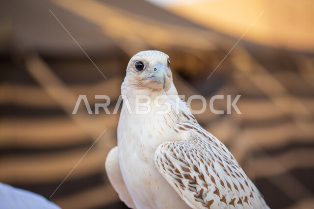 الفخر والاعتزاز بالتراث السعودي العريق في تربية الطيور الجارحة والمفترسة, إقامة نادي الصقور  في موسم الصيد السنوي في المملكة العربية السعودية، صورة مقربة لطائر الصقر أبيض اللون في إحدى المحميات الطبيعيه