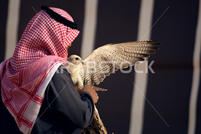 مهارة ترويض وتدريب الطيور الجارحة, الفخر بالتراث السعودي العريق في تربية  طائر الصقر, صورة مقربة من الخلف لرجل عربي خليجي سعودي يرتدي الثوب التقليدي في موسم الصيد السنوي, انتقال إرث الأجداد في تربية الطيور المفترسة عبر الأجيال