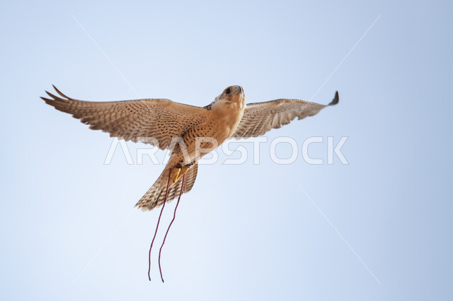 Taming and training birds of prey and predators in a natural reserve, organizing hunting season activities, pride in the ancient Saudi heritage, a falcon bird tied to its feet with a rope that flies in the clear blue sky, establishing a falconry club in the Kingdom of Saudi Arabia.