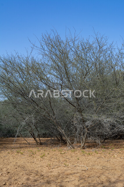 الاشجار و النباتات و الاعشاب البرية الجافة في إحدى المحميات الطبيعيه في وضح النهار، الطبيعه الصحراوية والكثبان الرمليه الذهبيه الناعمة في المملكة العربية السعودية، خلفية الطبيعه