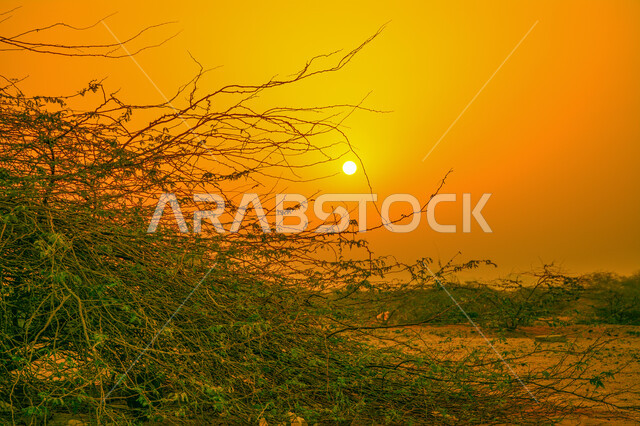 الاستمتاع بالأجواء الصيفية الهادئة, صورة ظلية للأشجار والنباتات الخضراء في مناطق المملكة العربية السعودية, أبرز المعالم والمناظر الطبيعية في وقت الغروب, رحلات بحرية سياحية في أماكن السفر والترفيه, سيلوييت