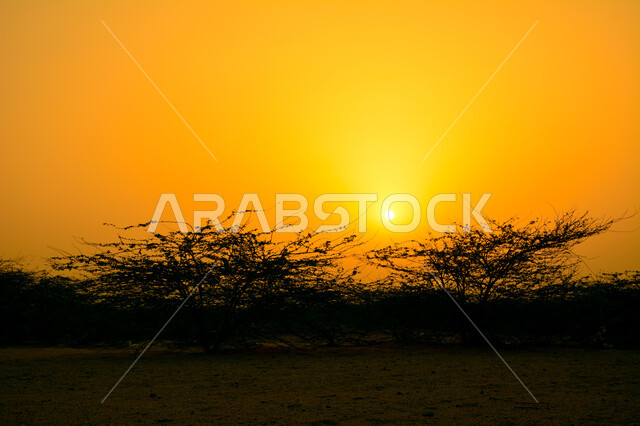 الطبيعة الصحراوية في المملكه العربية السعودية, صورة ظلية للمناظر الطبيعية في وقت الغروب, الأشجار والنباتات الخضراء, الاستمتاع بالأجواء الممتعة, أماكن سياحية هادئة, سيلوييت