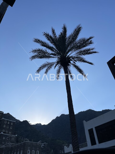 Famous tourist attractions, a close-up silhouette of a palm tree in the heritage village of Rijal Almaa, Saudi national local products, interest in afforestation and planting green plants, nature background