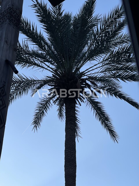 صورة ظلية مقربة لشجرة النخيل في أحد المزارع، منتجات محلية وطنية سعودية، الاهتمام  بالتشجير وزراعة النباتات الخضراء، خلفية الطبيعه