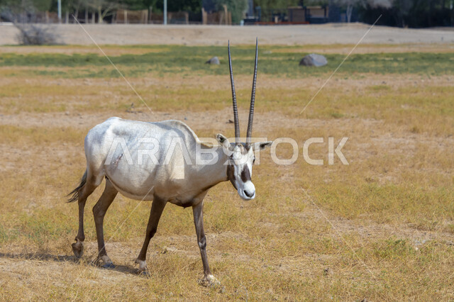  الاهتمام بالغزلان البرية, صورة مقربة لغزال أبيض اللون في إحدى المحميات الطبيعية, رعاية حيوان المها في البراري في المملكة العربية السعودية, مزارع لتربية الحيوانات والماشية 
